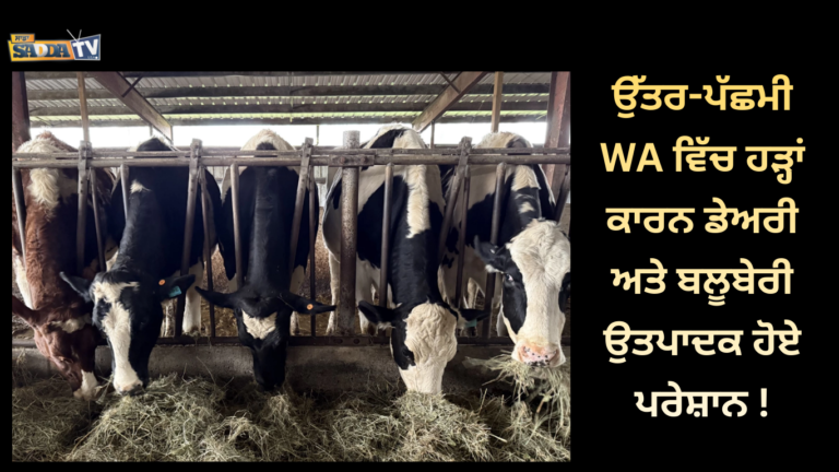 ਉੱਤਰ-ਪੱਛਮੀ WA ਵਿੱਚ ਹੜ੍ਹਾਂ ਕਾਰਨ ਡੇਅਰੀ ਅਤੇ ਬਲੂਬੇਰੀ ਉਤਪਾਦਕ ਹੋਏ ਪਰੇਸ਼ਾਨ !